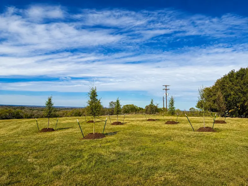 Tree Services