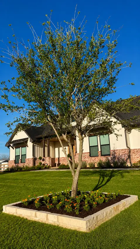 Shade tree in a stone-edged bed with seasonal color in front of a home — Landscape Design & Maintenance